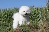 BICHON FRISE 047